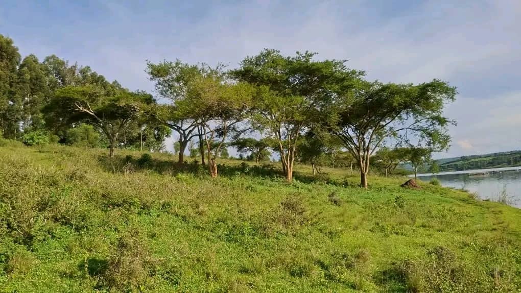 Land for Sale on Lake Muhazi, Rwamagana, Kigali - Rwanda - Image 10